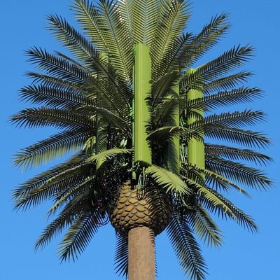 Dostosowanie 20m-50m Komunikacja Monopol Sztuczne Drzewo Wieże Komórkowe Telekom Palm Bionic Przebranie Drzewo Wieża