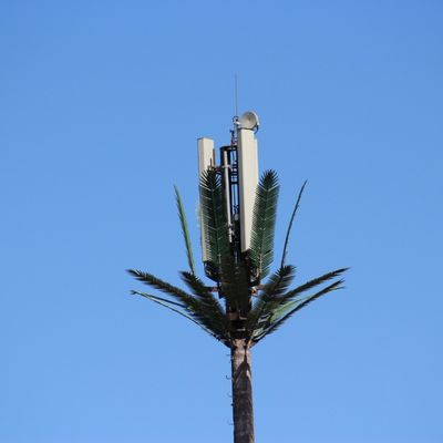 Mikrofale Mobilne Telekomunikacje Monopol Fałszywa Palma Wieża Komórkowa Kamuflażowa Wieża Komunikacji Daty