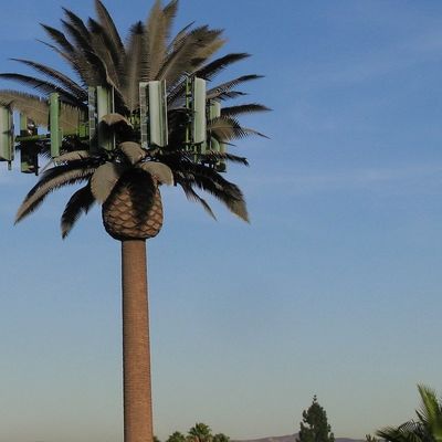 Mikrofale Mobilne Telekomunikacje Monopol Fałszywa Palma Wieża Komórkowa Kamuflażowa Wieża Komunikacji Daty